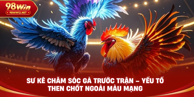 Sư kê chăm sóc gà trước trận – yếu tố then chốt ngoài màu mạng